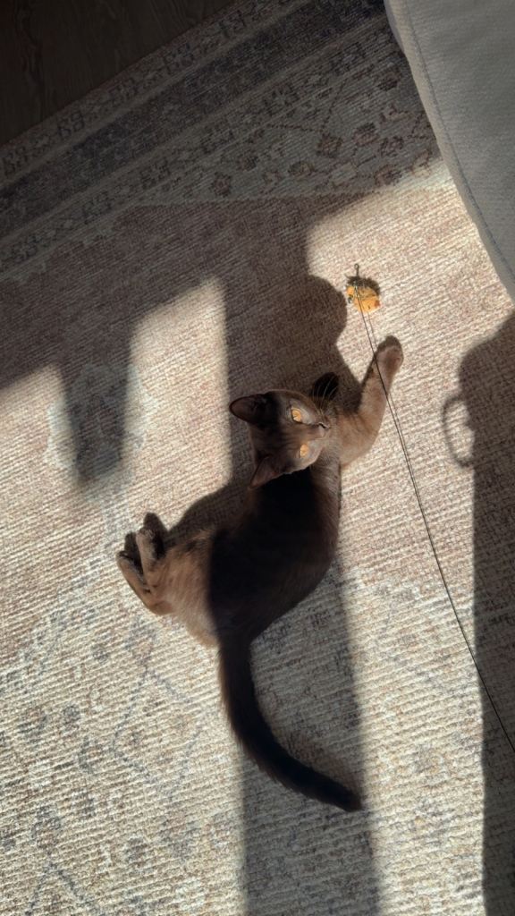 REHOMING 5 month old - Brown British Shorthair mix 