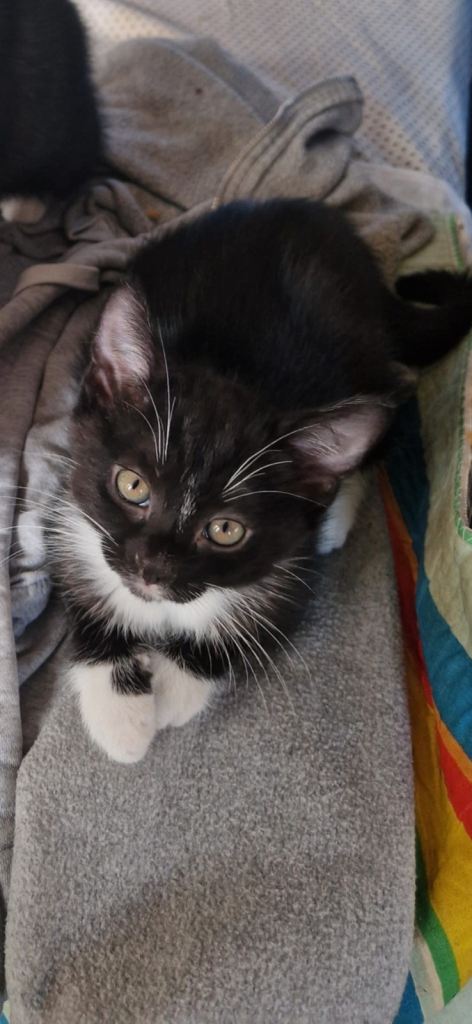 Male kitten