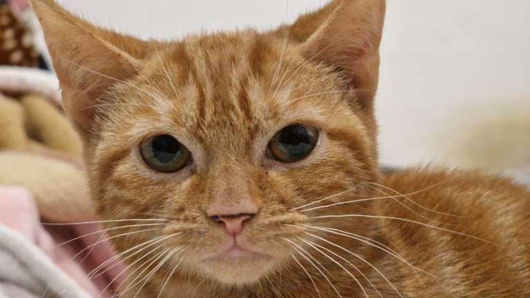 Gorgeous Ginger Girl 2 Months  Girl  London