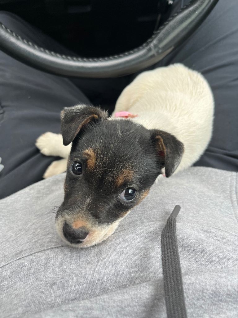 Jack Russell puppy