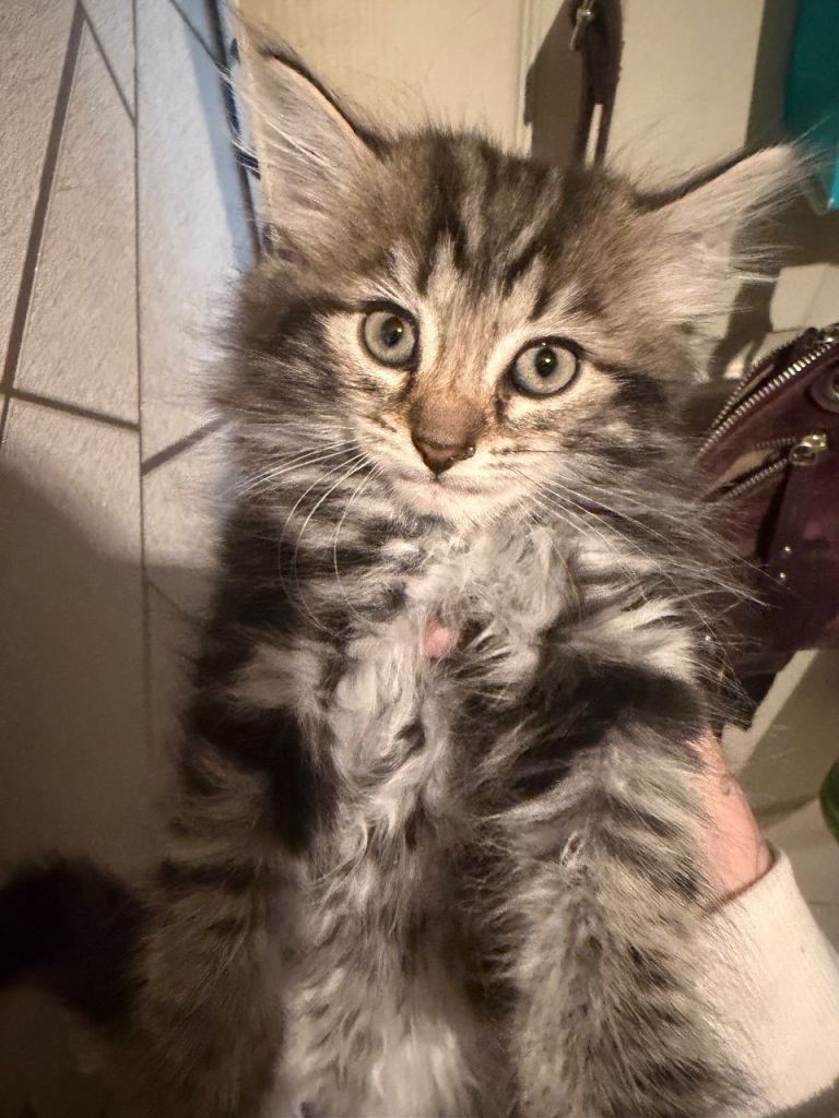 beautiful girl kittens Tabby mixed with Persian