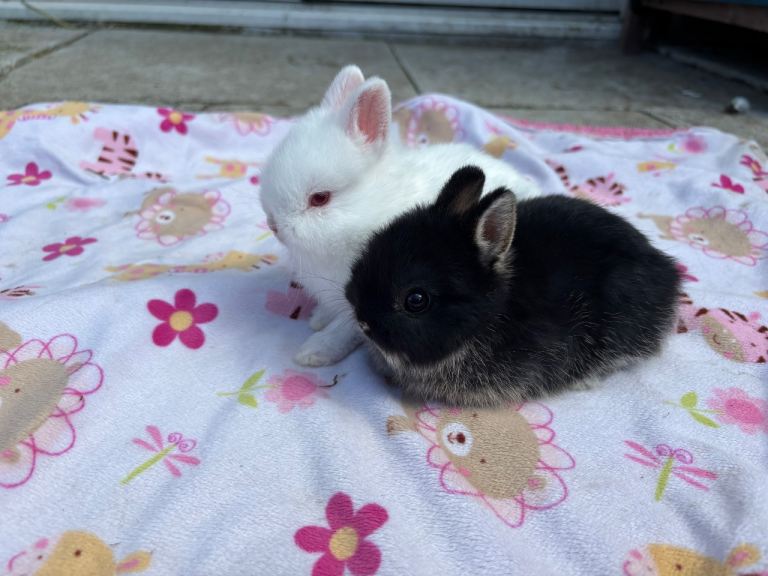 Netherland Dwarf