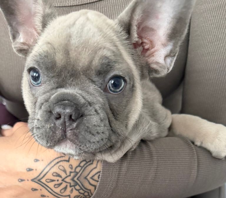 Kc french bulldog Female Ready to go 