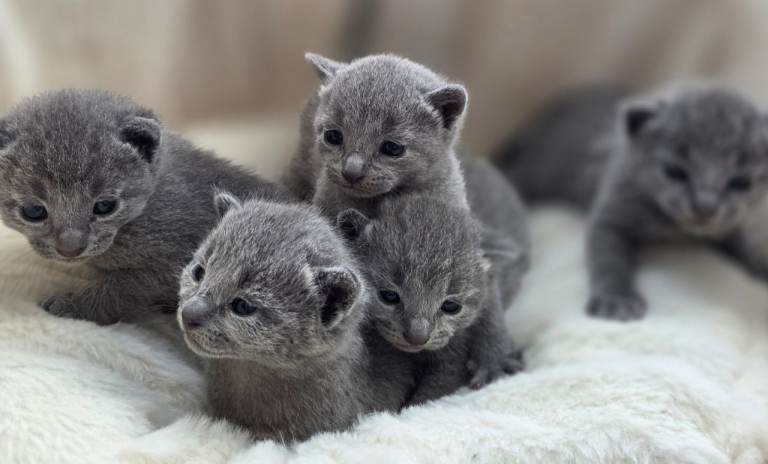 Russian Blue kittens 