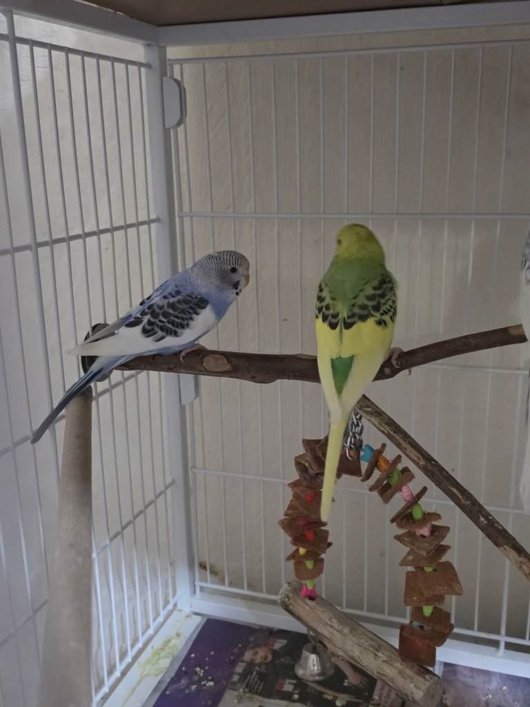 Baby budgies 