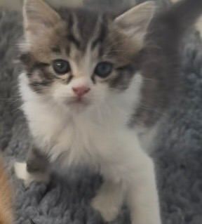 Beautiful kittens ready now !!