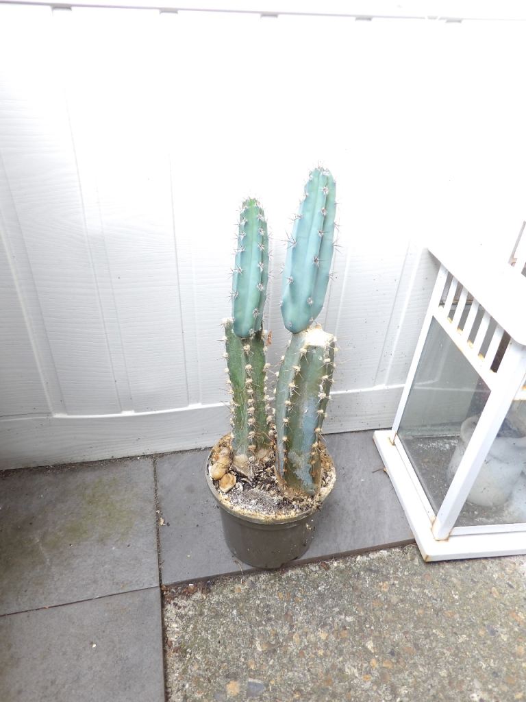 Cactus Queen of the Night House Plant in a Plastic Pot