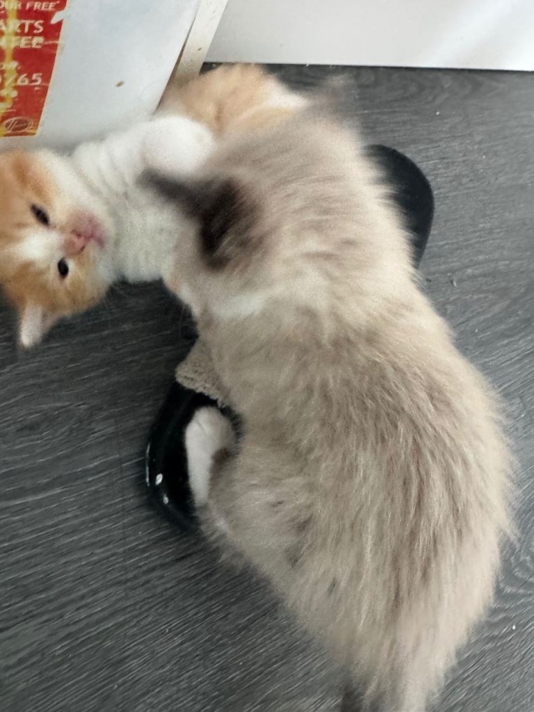 Ragdoll kittens 