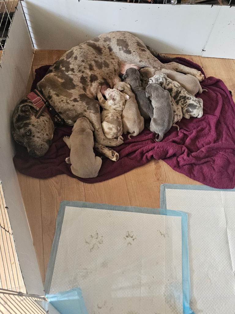 Cane corso x great dane pups 