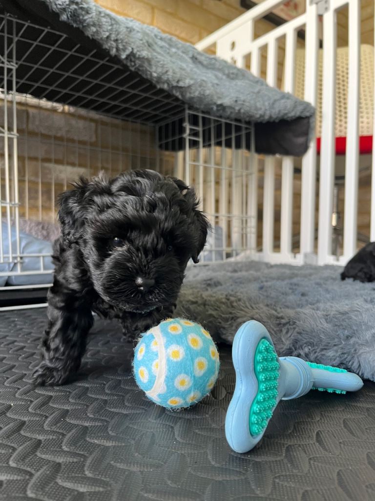 Beautiful Toy Yorkiepoo Puppies  Teddy Bear Faces – Ready from 8th May