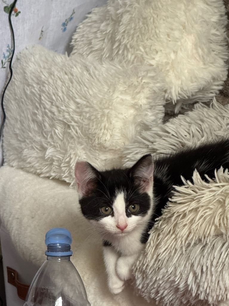 Black and white kitten looking for a new home