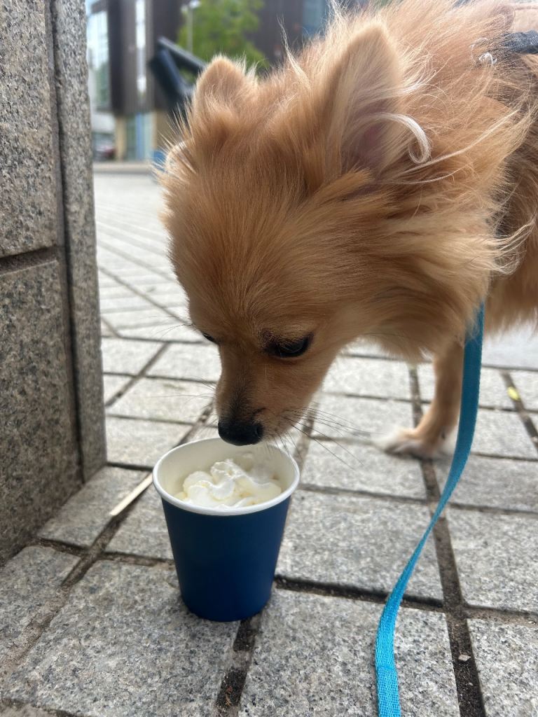 Pomeranian X