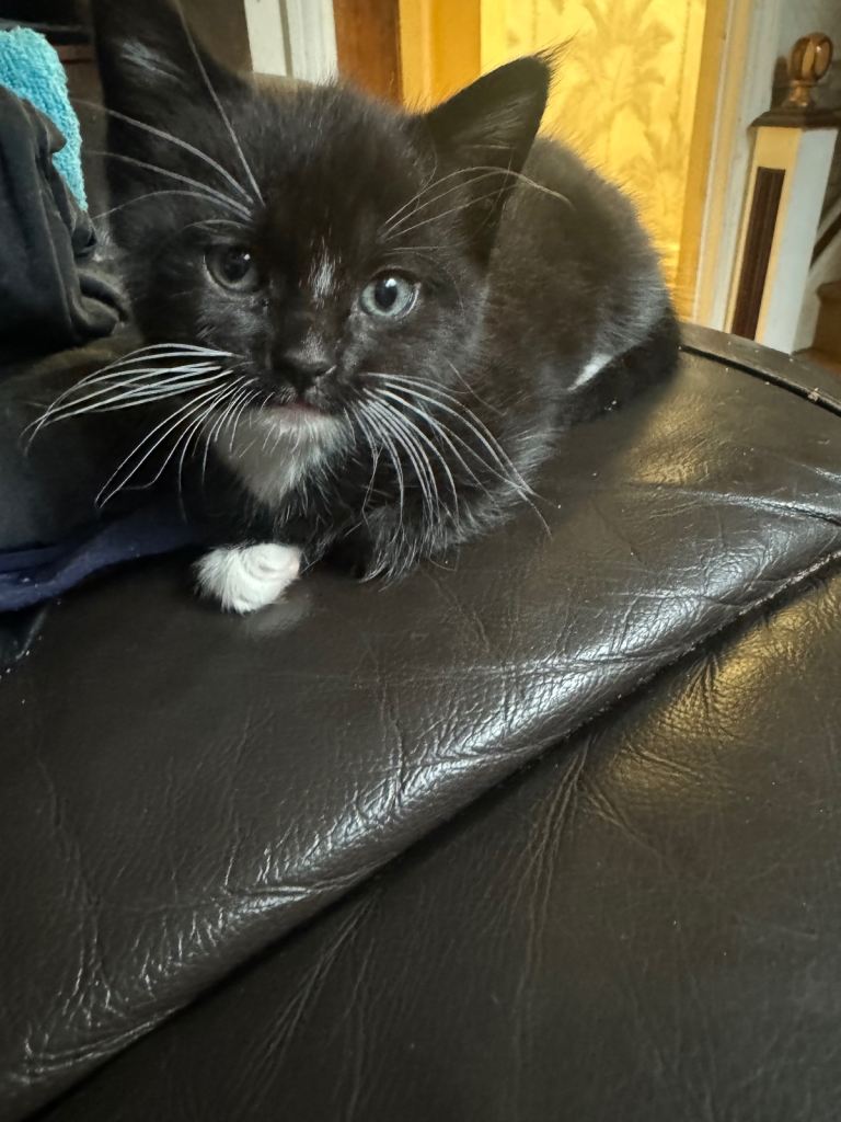 Black and white female kitten