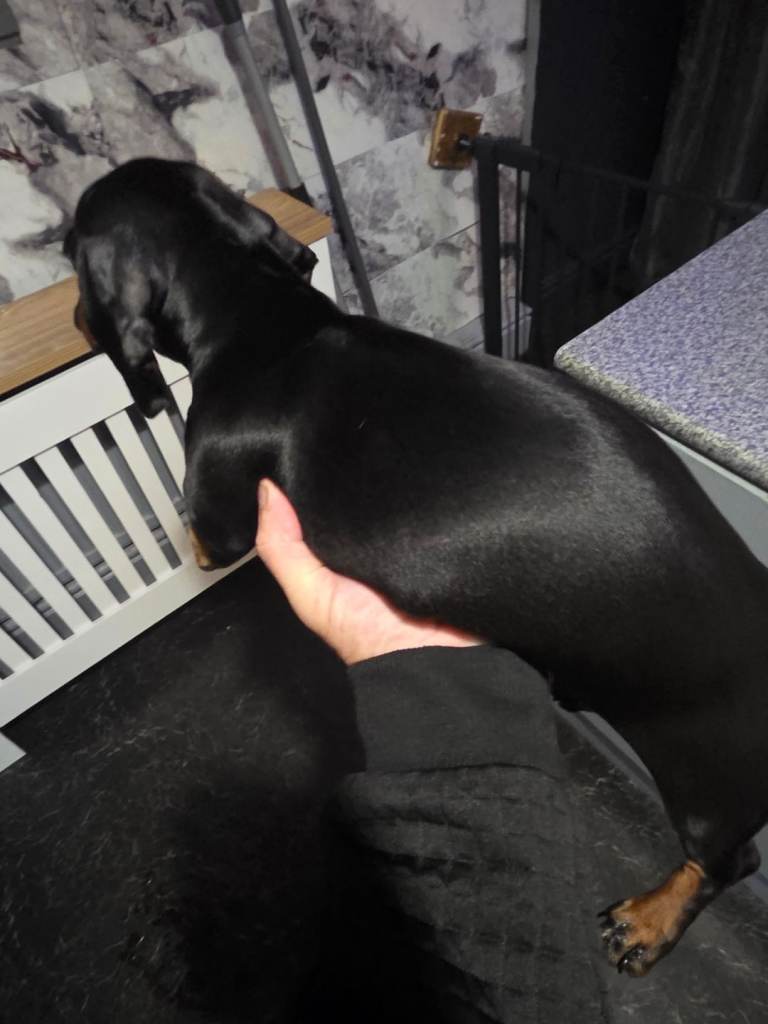 Female miniture dachshund