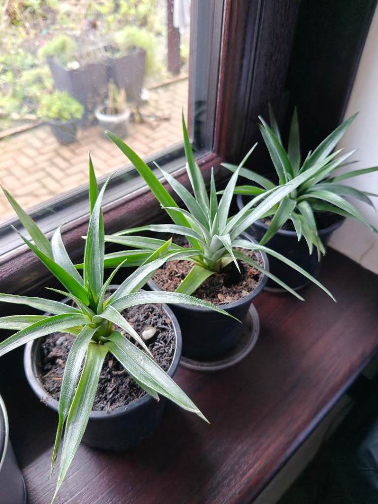 Ornamental pineapple plants houseplant 