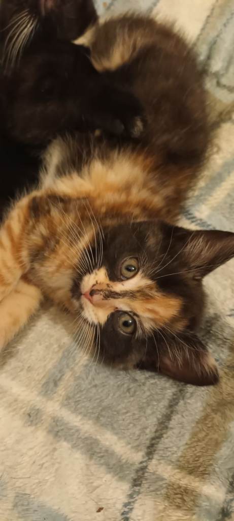 8 weeks old 6 kittens. 2 females 4 males 