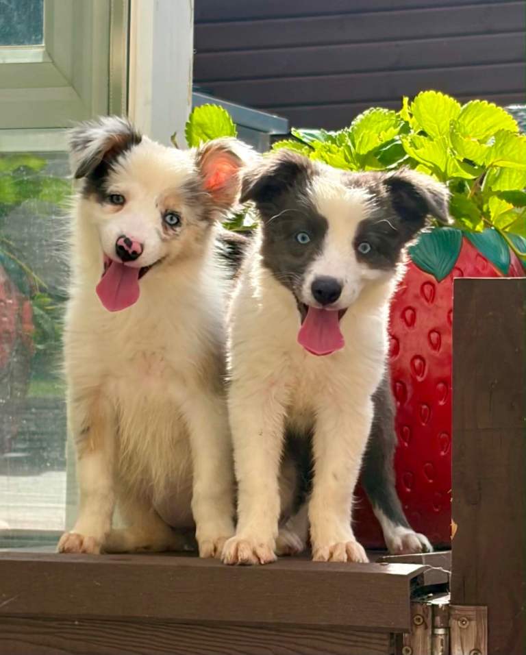 Border collie pups 