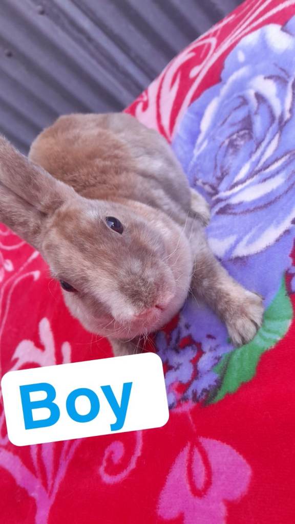 Females and males rabbits