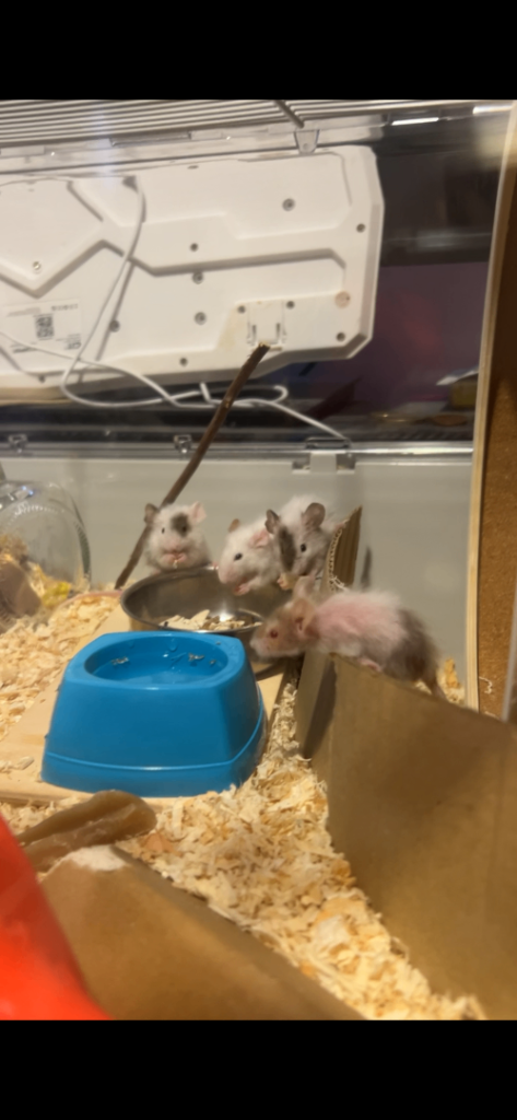 (URGENT) Beautiful fancy mice for rehoming