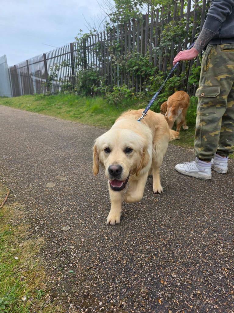 Golden retriever puppy (KC Registered)
