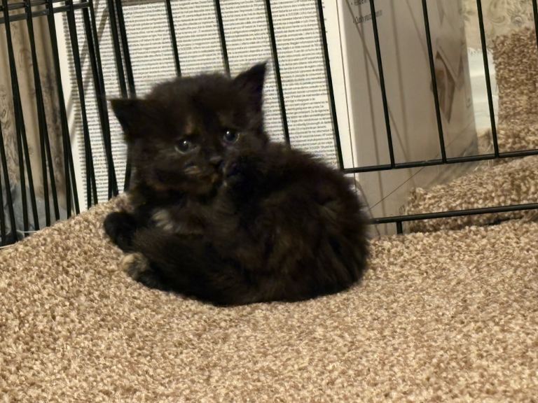 Kittens 