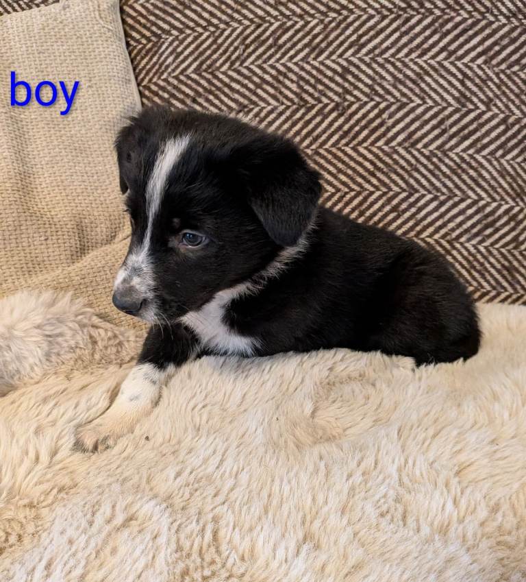 Collie puppies for sale