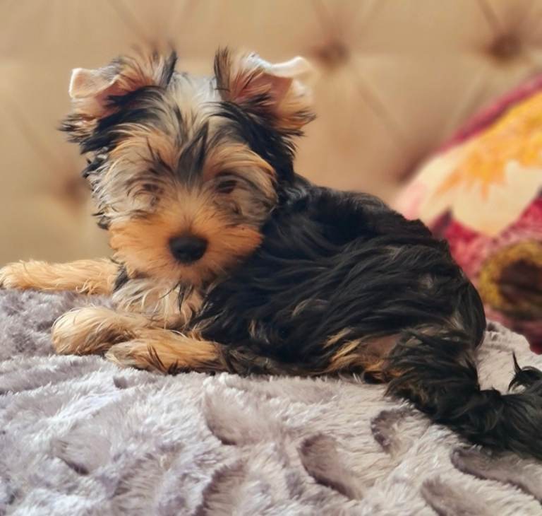Pedigree Beautiful Mini Yorkshire Terrier girl girl available 