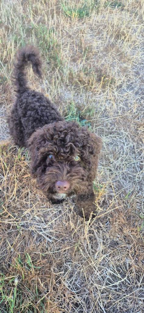 Beautiful 15-Week-Old Cockapoo Puppy 