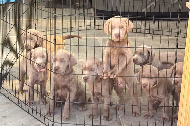 KC Registered Silver Labradors 