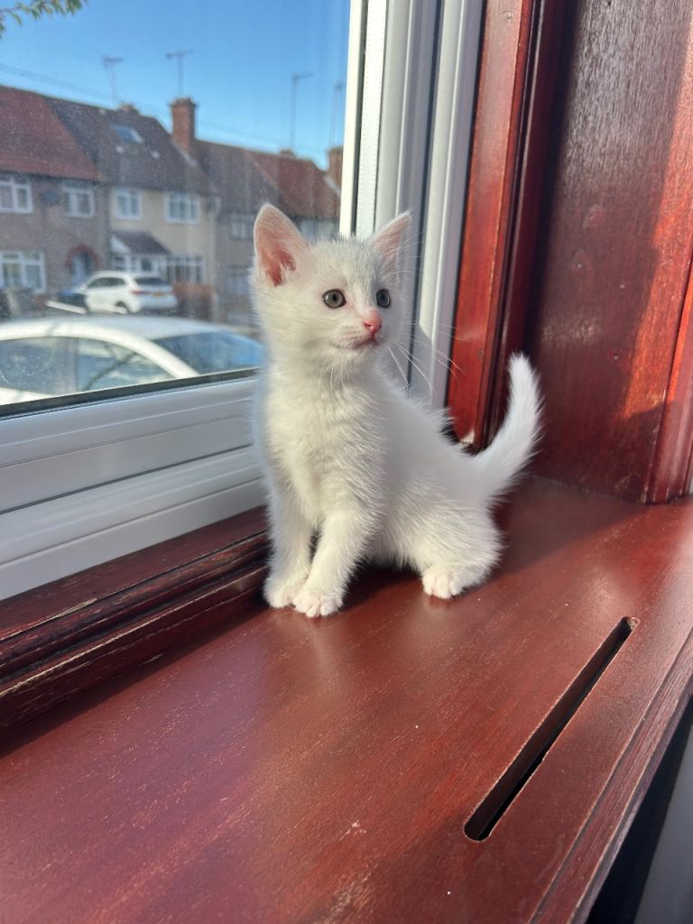 Beautiful green eyed white kitten