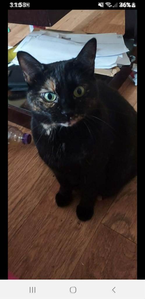 Female cat needs a home asap