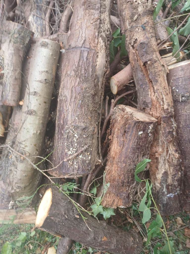 Free logs