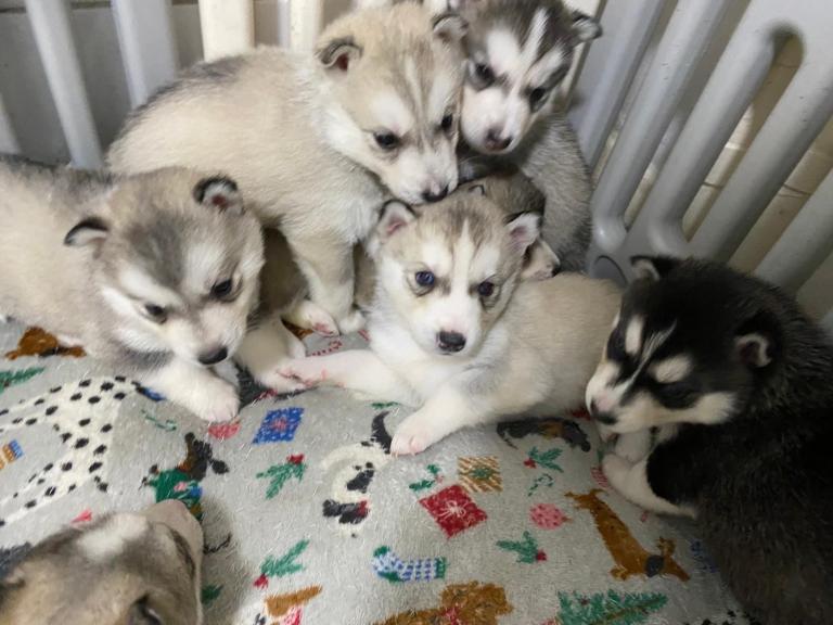 Siberian Husky Puppies for Sale 