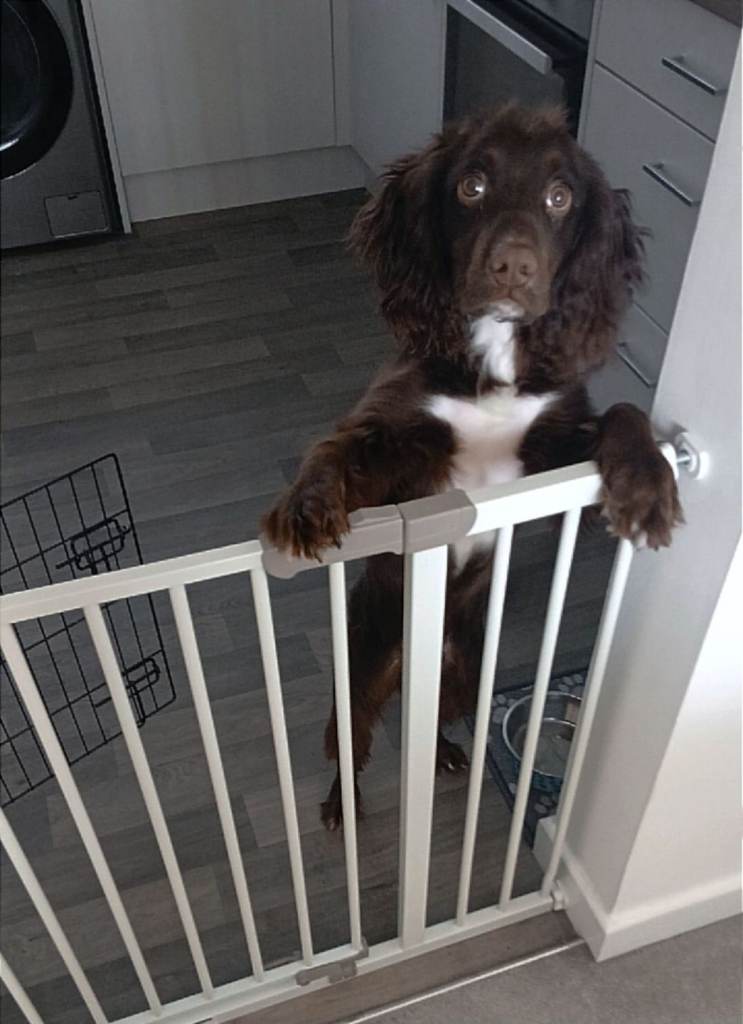 Sprocker pup in need of rehoming