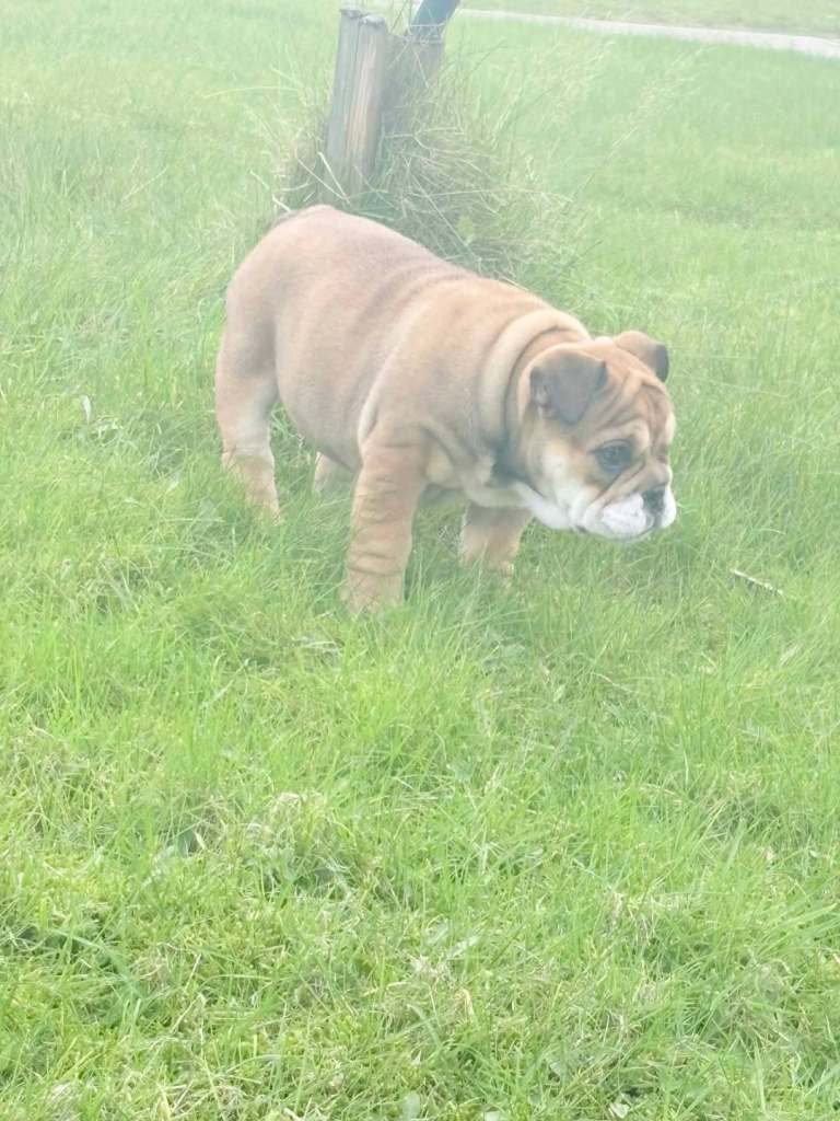 English bulldog pups