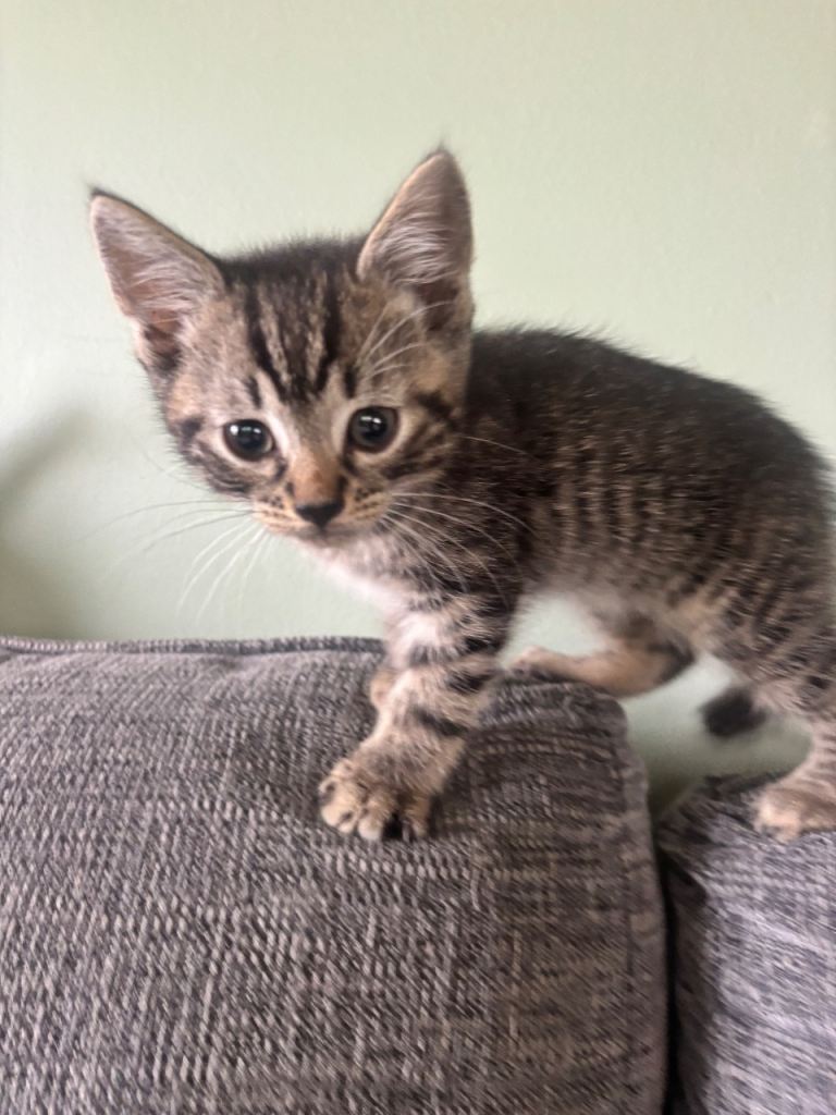 Adorable Kittens 