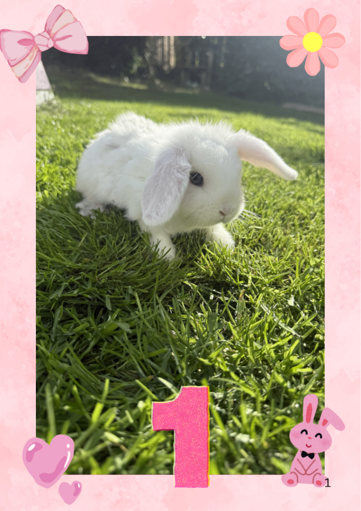 Adorable Purebred Mini Lop Bunnies 🐰- Ready for reservation 