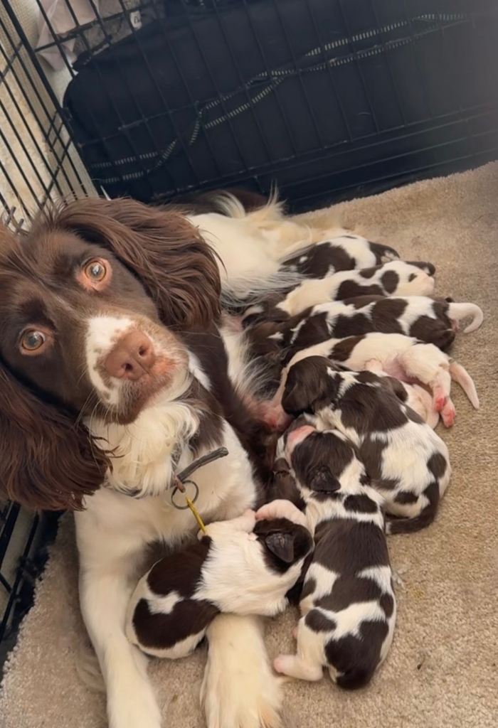 English springer spaniel puppy’s 