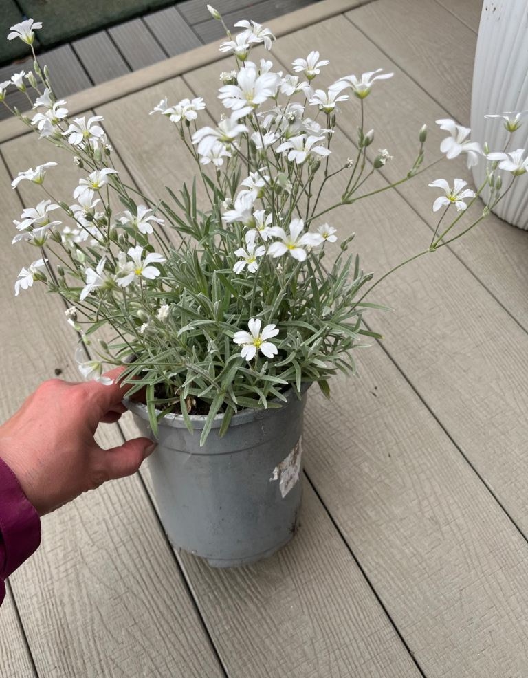 Snow-in-Summer (Cerastium tomentosum)