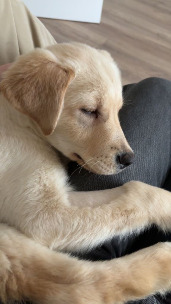 6 month old Labrador mix