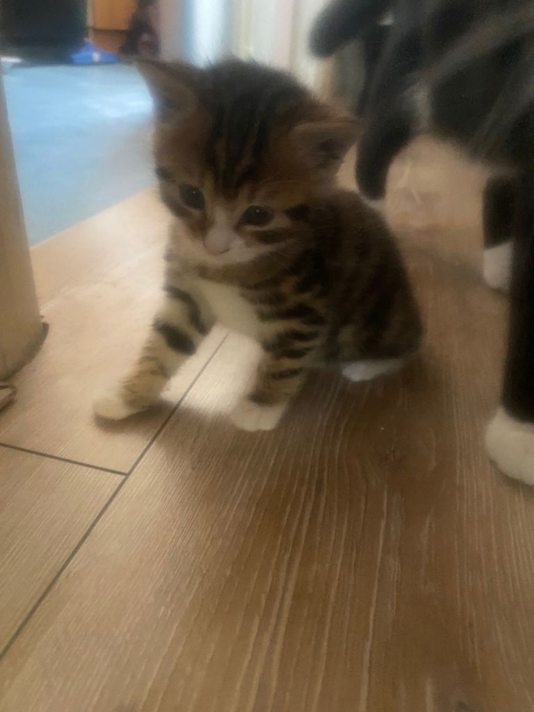 Three kittens