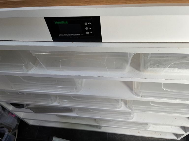 Breeding Rack for Gheckos