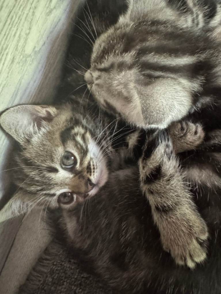 Adorable Kittens Looking for Their Forever Homes 🐱