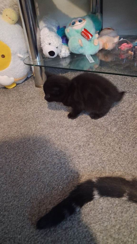 Mother cat and 3 kittens