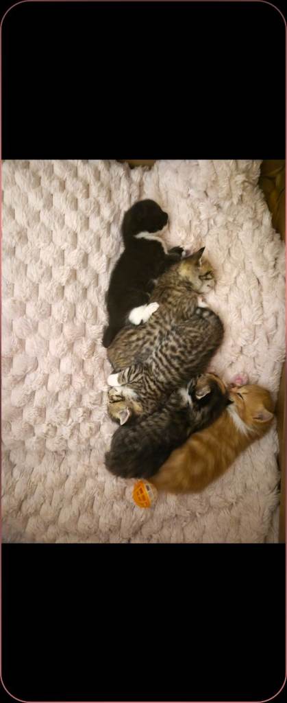 Beautiful kittens, i have both parents