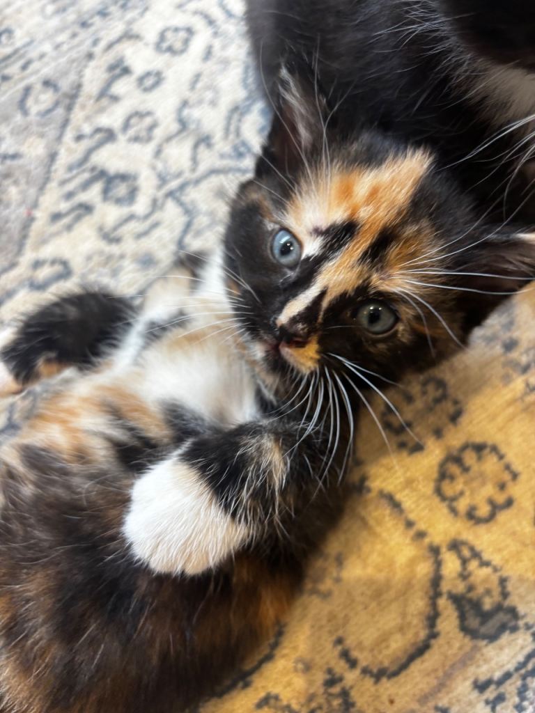 Tortoiseshell/calico kitten ready NOW 🐈‍⬛ 