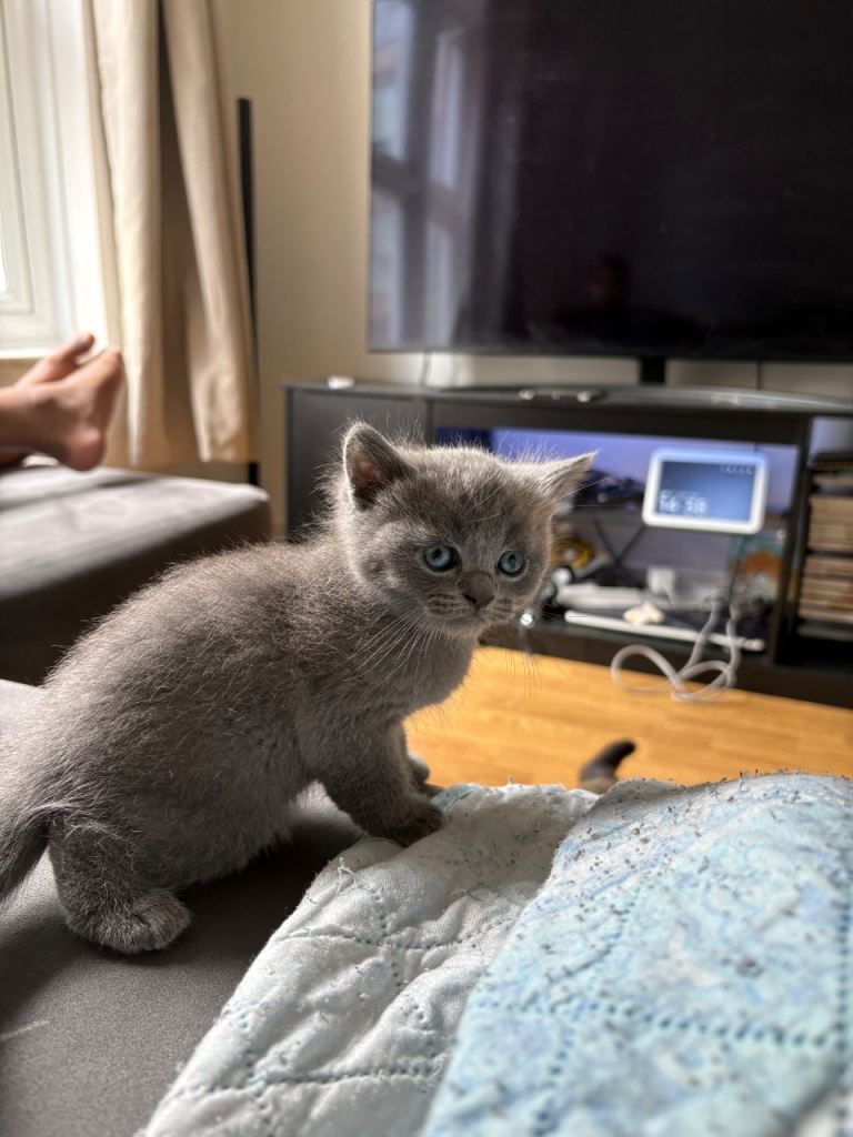 Gorgeous British shorthair kittens 
