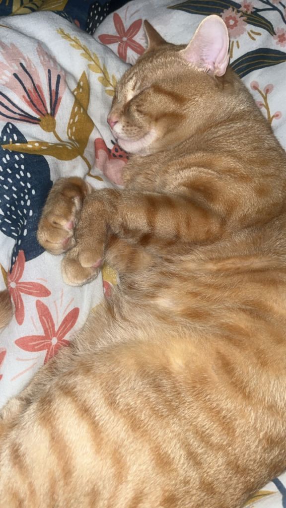 LOVELY GINGER CAT TO ADOPT ASAP