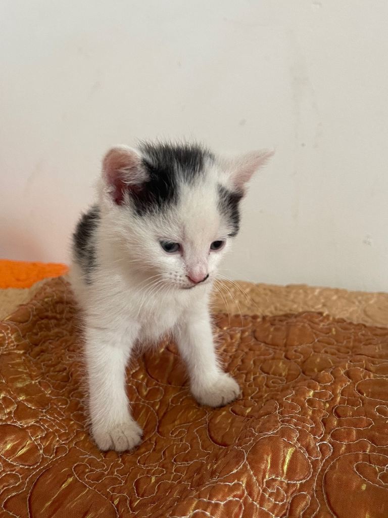 black and white kitten looking for a loving home