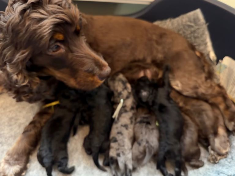 DNA Clear F1 Cockapoo Puppies